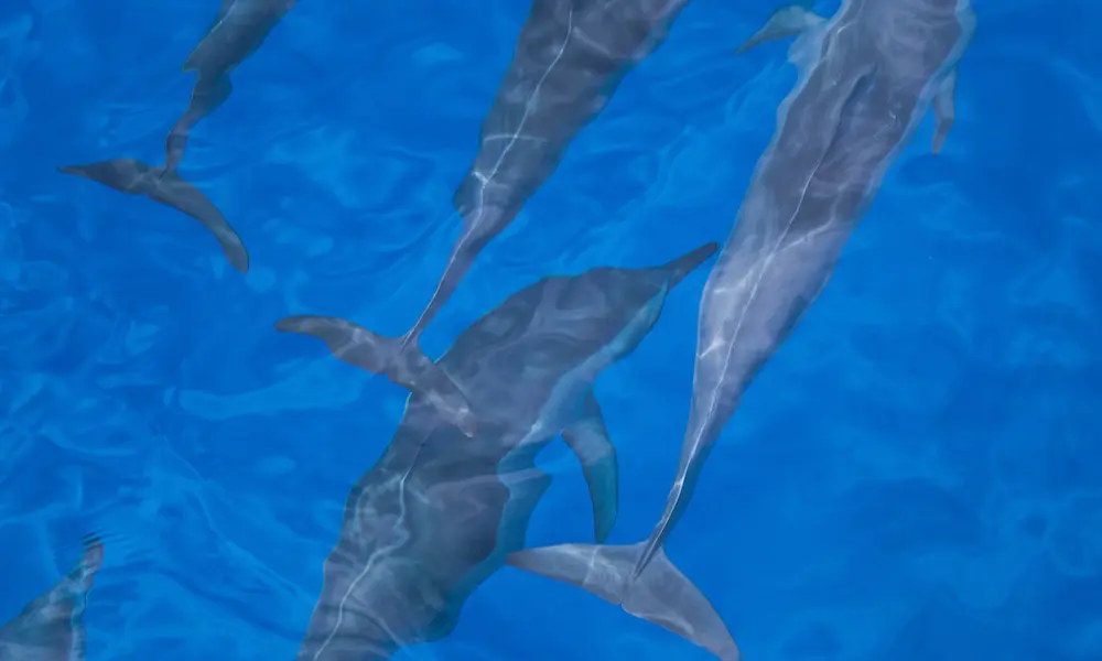 Hawaiian spinner dolphins in Oahu