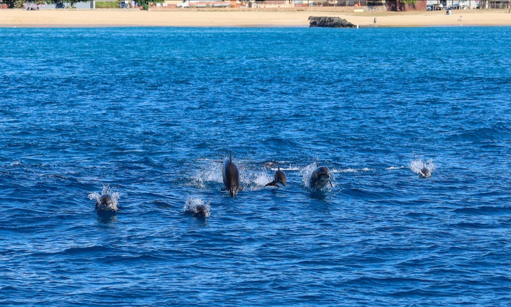 A pod of Hawaiian spinner dolphins swimming towards the camera in Hawaii