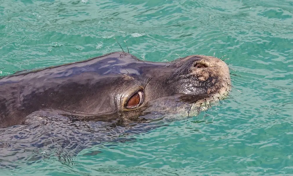 Hawaiian monk seal spotted on oahu dolphin watching tour