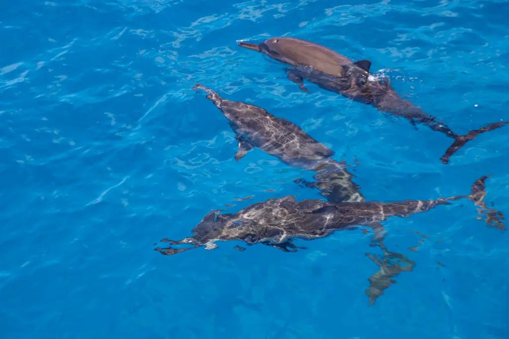 dolphins and humans