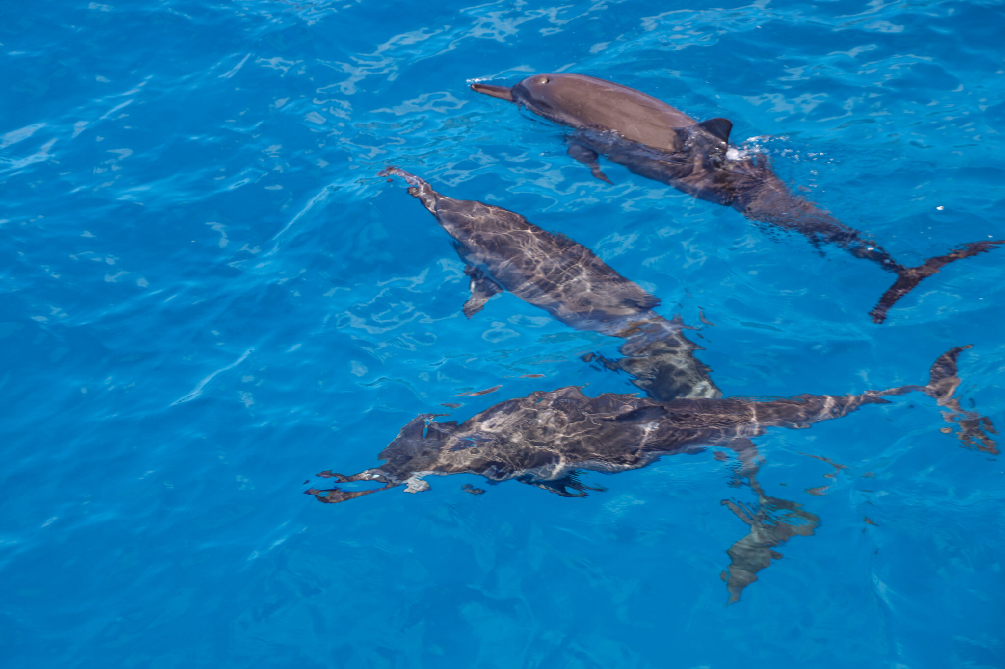 You are currently viewing The Surprising Similarities Between Dolphins and Humans