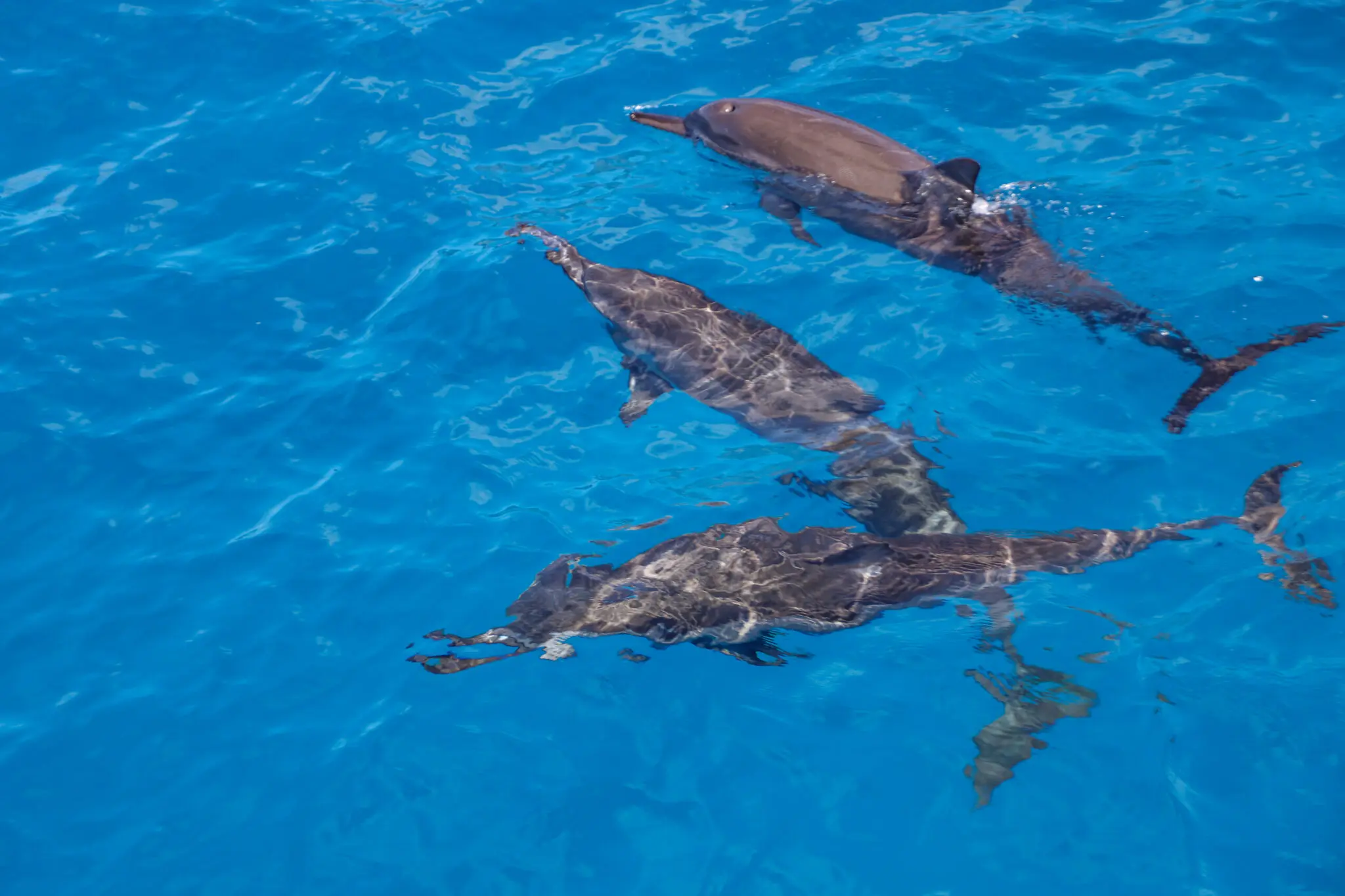 Read more about the article How Dolphins and Humans Are More Alike Than You Think