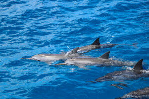 Read more about the article Protecting Hawaiian Spinner Dolphins: Threats and Conservation Efforts