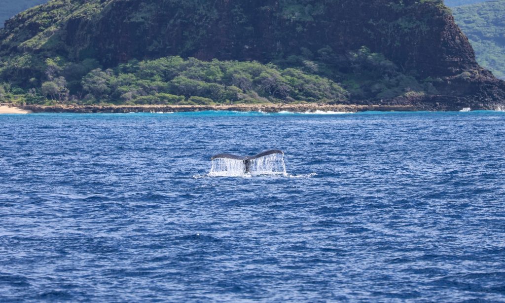 Humpback whale's tail sticking out of the ocean with mountains in the background
