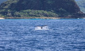 Humpback whale's tail sticking out of the ocean with mountains in the background