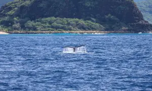 Humpback whale's tail sticking out of the ocean with mountains in the background