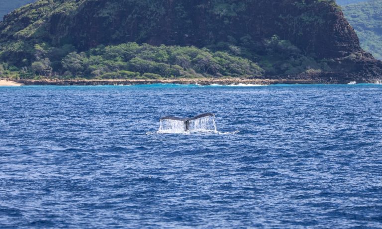 Humpback whale's tail sticking out of the ocean with mountains in the background