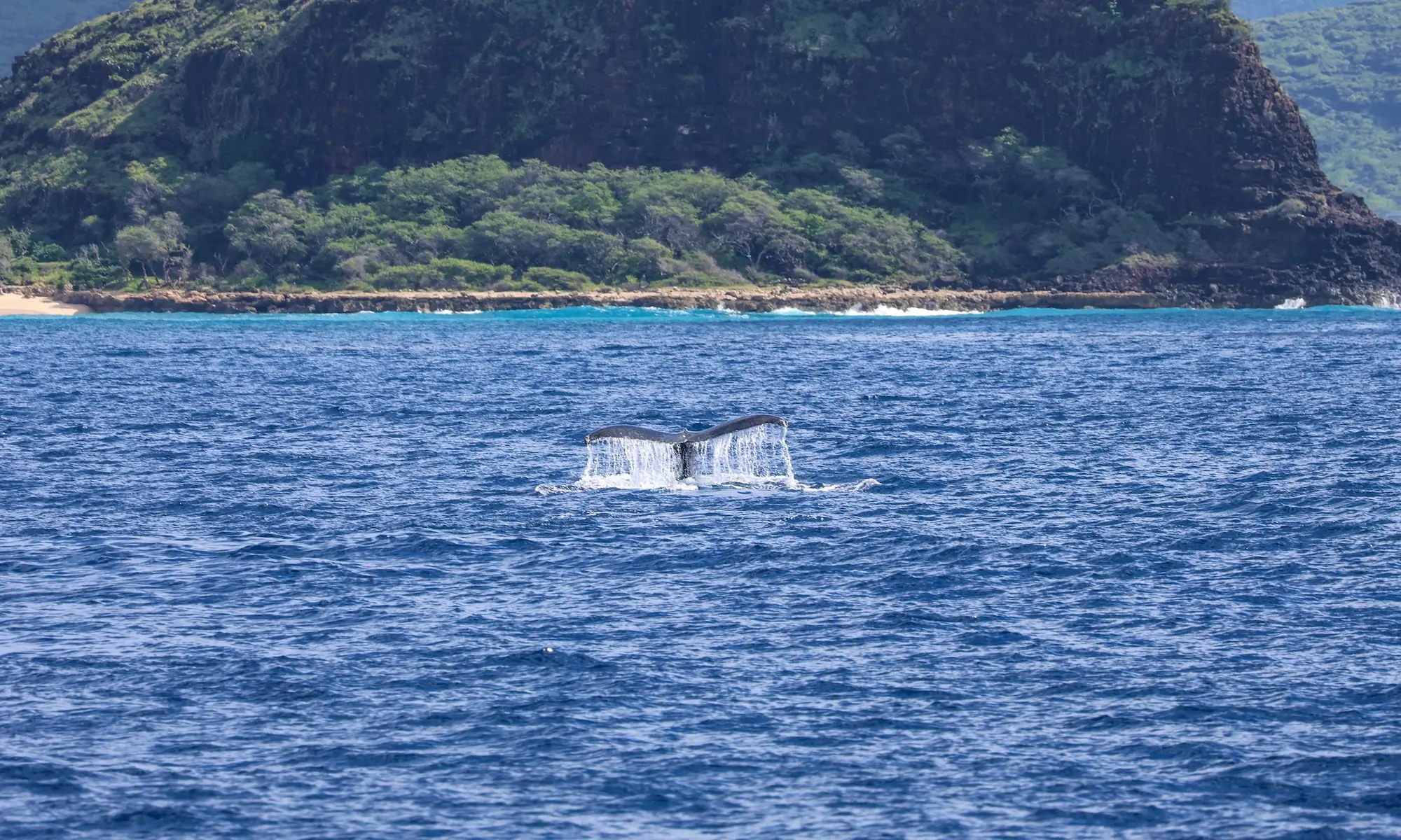 Read more about the article Why Do Humpback Whales Migrate to Hawaii?