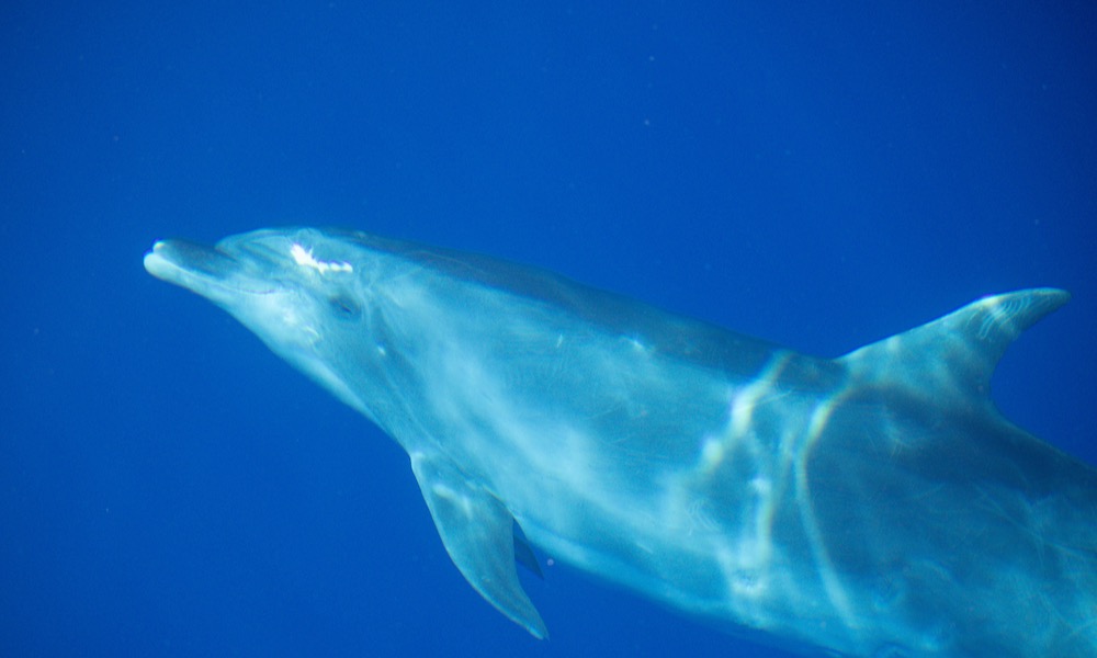 Read more about the article Dolphins and Whales: Mystical Messengers and Spiritual Guides