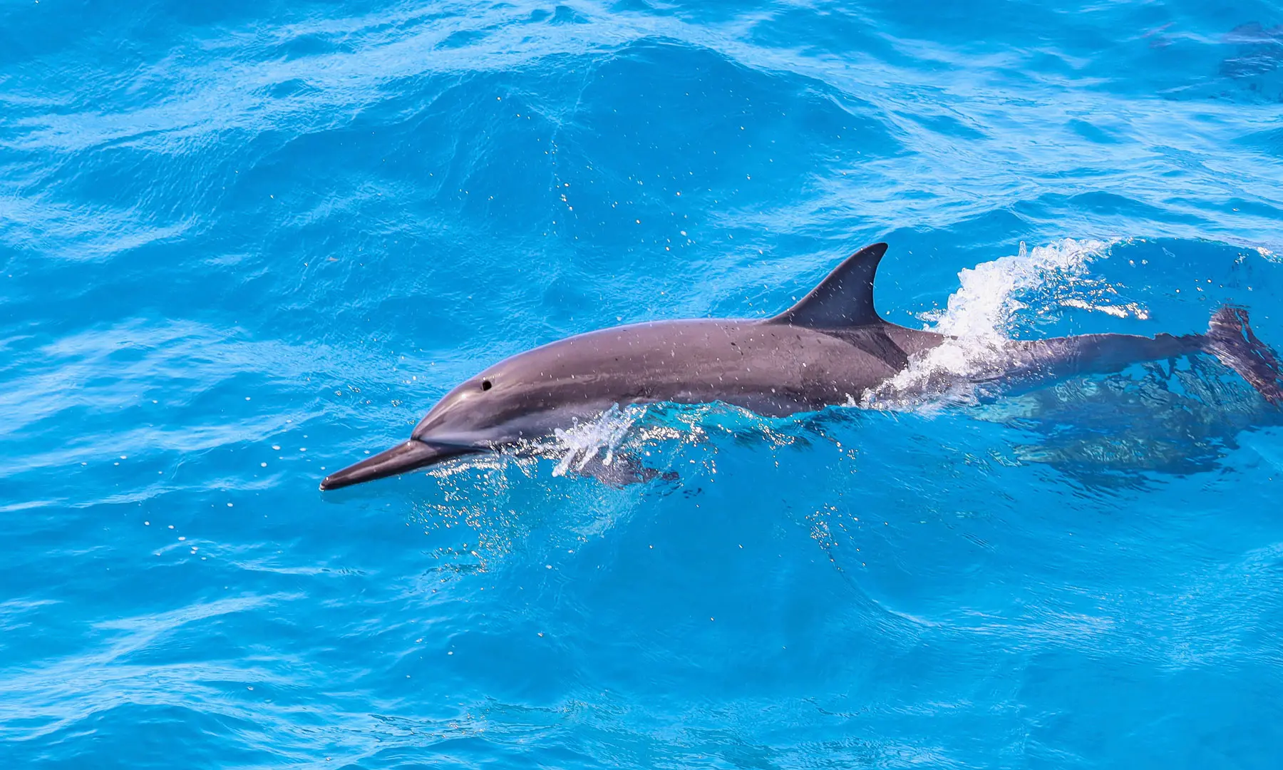 Read more about the article Dolphin Dorsal Fins: What a Bent Fin Means and Whether Dolphins Can Survive Without One
