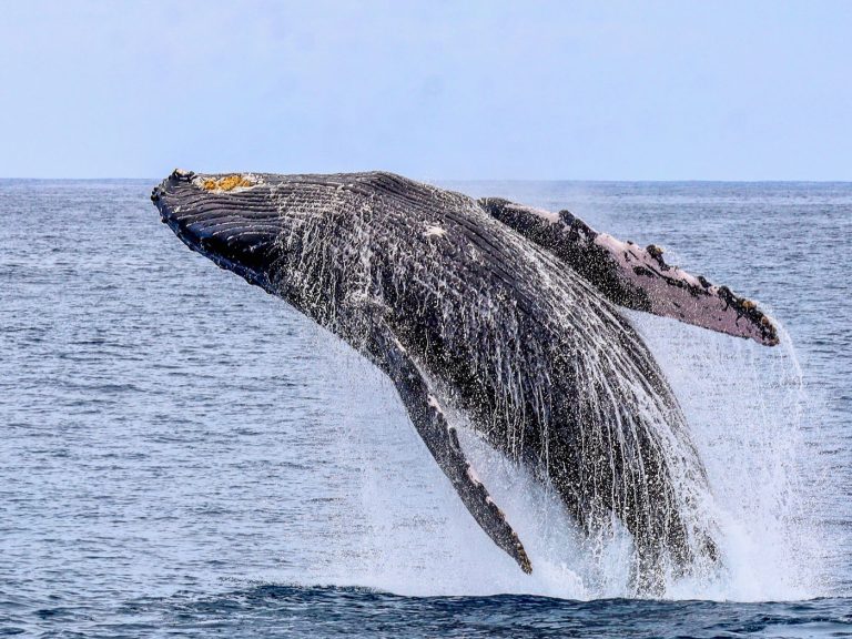 Whale sighting West Oahu