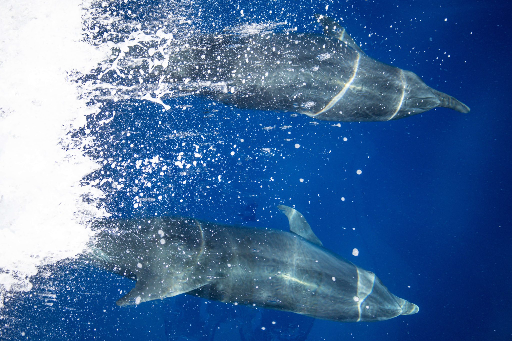 Read more about the article Why do dolphins like swimming next to boats?