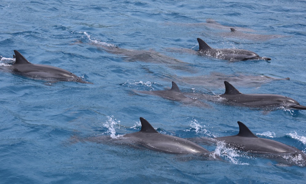 dolphin encounter in Oahu