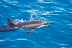 Read more about the article Oahu Dolphin Tour: Dive into the Magic with Dolphins and You