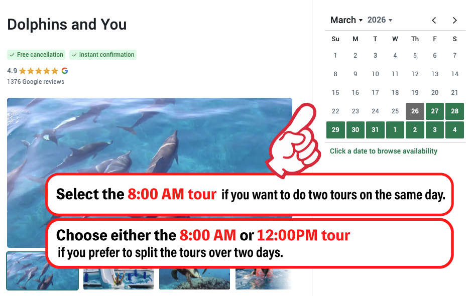 Dolphin & Party Cruise package 1