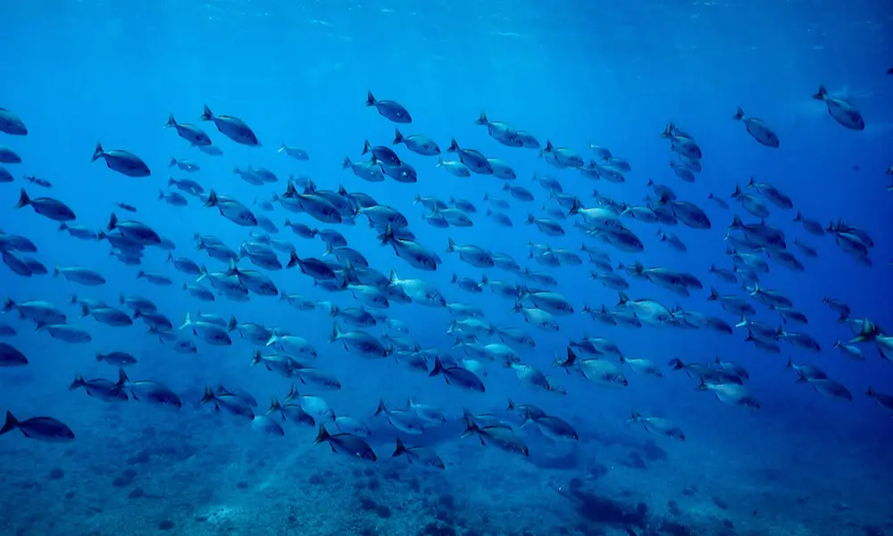 West Oahu Reef fish