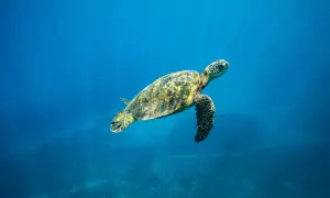 A sea turtle swimming in the ocean of Hawaii