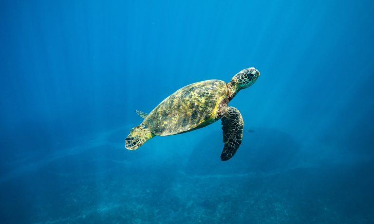 A sea turtle swimming in the ocean of Hawaii