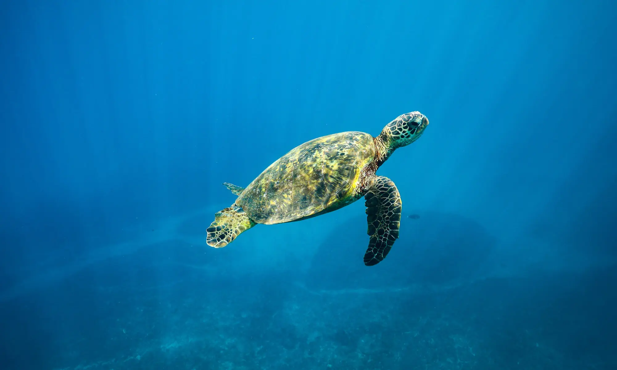 Read more about the article 10 Things You Should Know About Hawaiian Green Sea Turtles