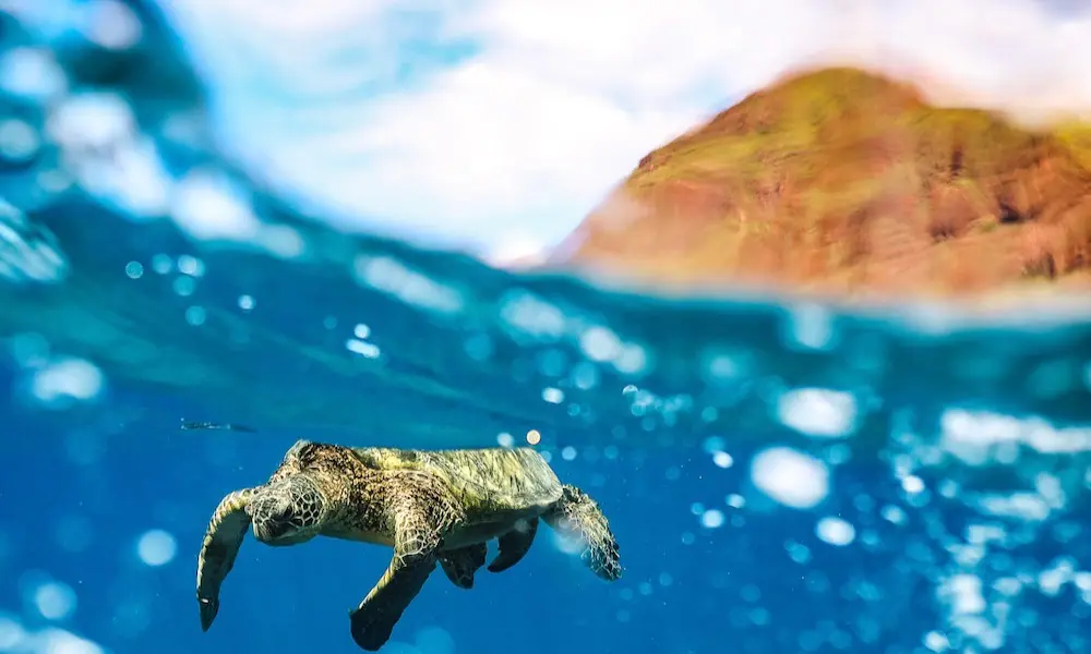 Hawaiian green sea turtle in West Oahu