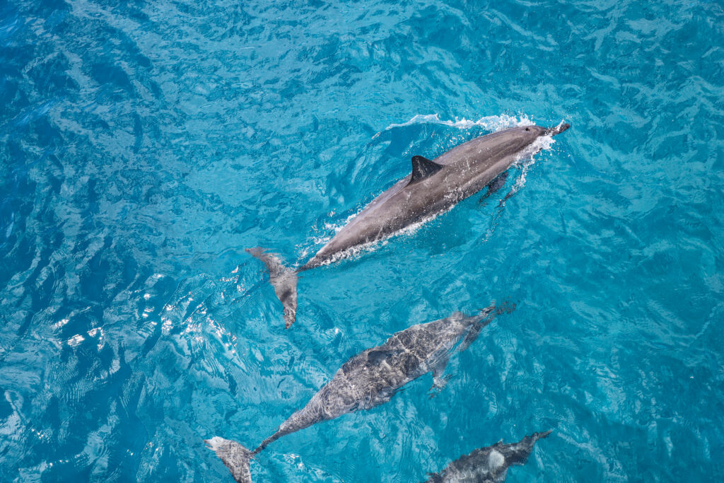 hawaii dolphin vision