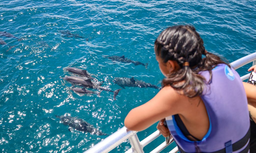 Family friendly dolphin tour in Oahu