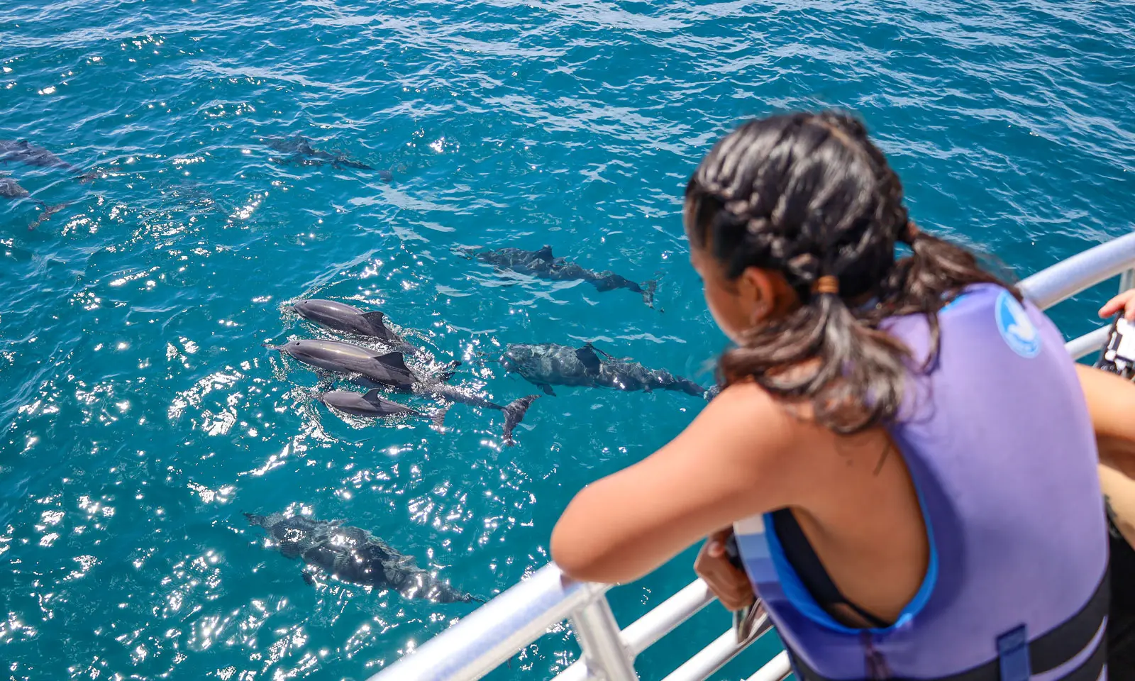 Read more about the article Dolphin Watching vs Dolphin Swim Tours in Hawaii