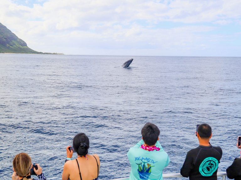 Dolphin tour Whale encounter