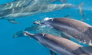 dolphin intelligence
