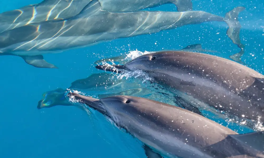 Read more about the article Dolphin Behavior and Intelligence: A Complete Guide to How Spinner Dolphins Think and Live