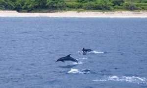 ハワイの青い海で泳ぐ野生のイルカ