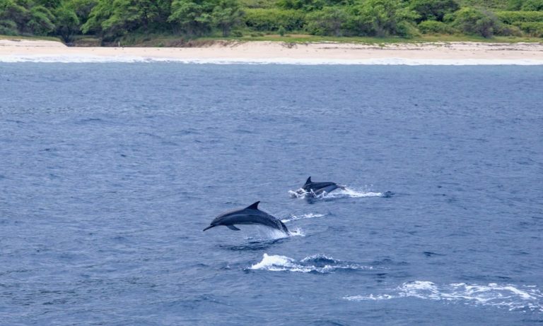 ハワイの青い海で泳ぐ野生のイルカ