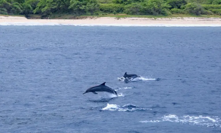 ハワイの青い海で泳ぐ野生のイルカ