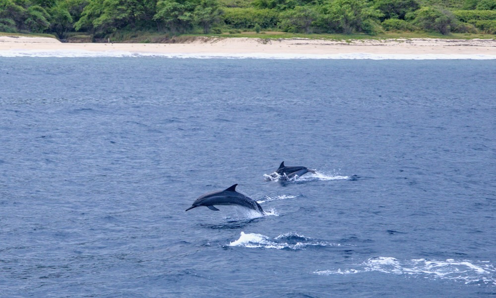 ハワイの青い海で泳ぐ野生のイルカ
