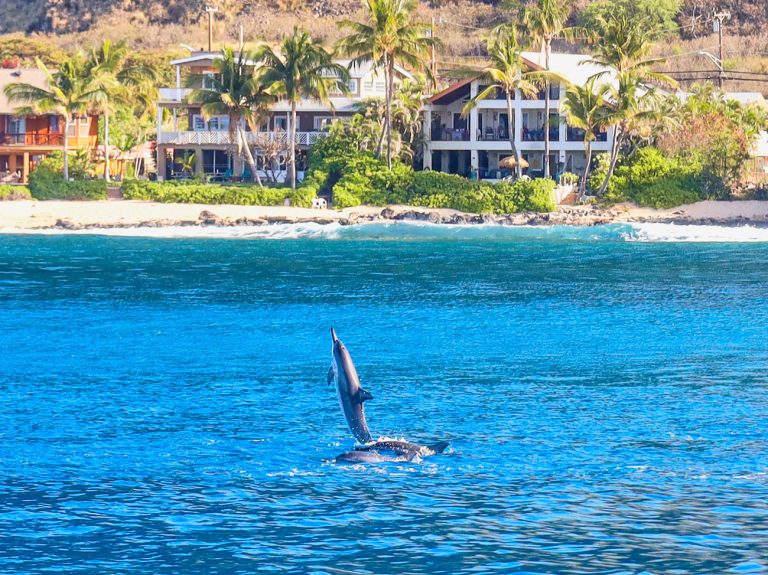 dolphins in west oahu