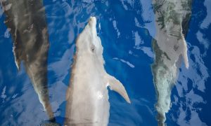 Three Hawaiian spinner dolphins swimming in Hawaii