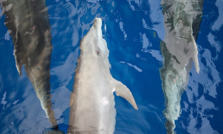 Three Hawaiian spinner dolphins swimming in Hawaii