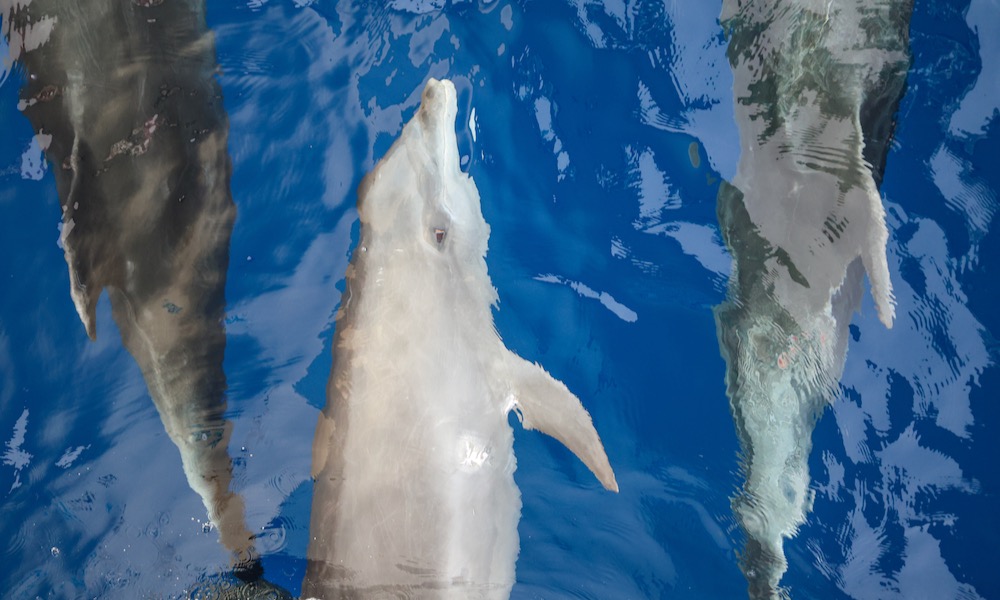 Three Hawaiian spinner dolphins swimming in Hawaii