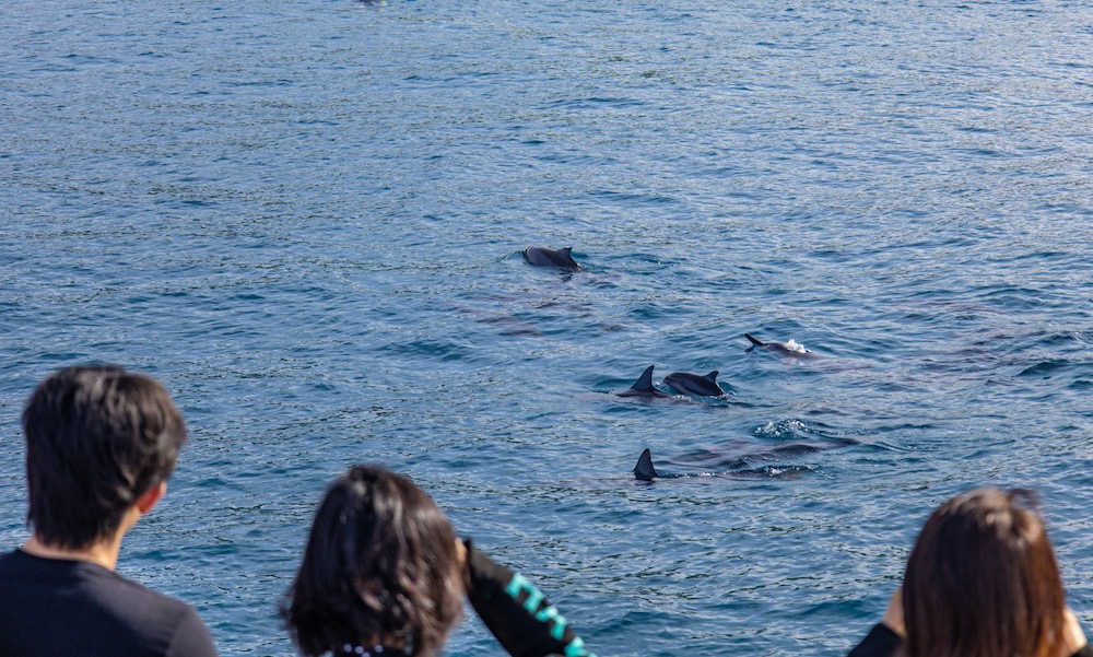 Three people on a boat, looking at a dolphin pod swimming by