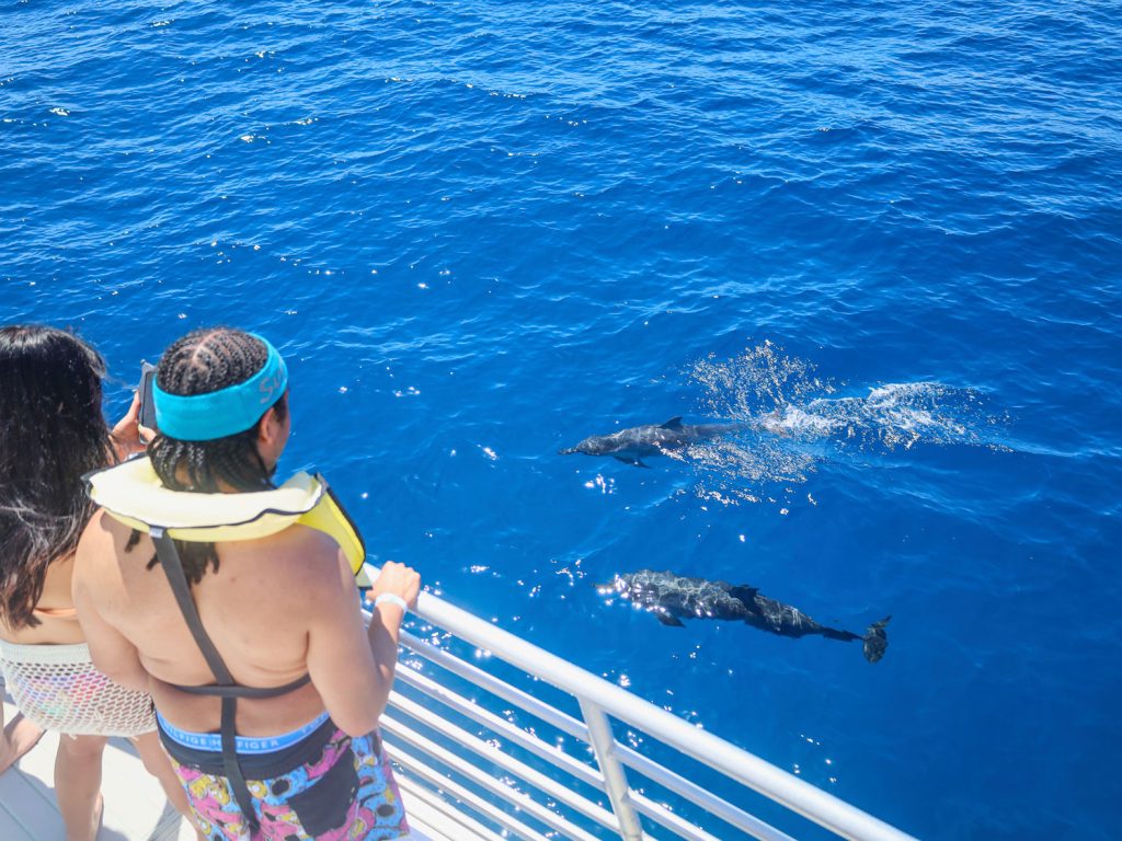 Dolphins in west Oahu