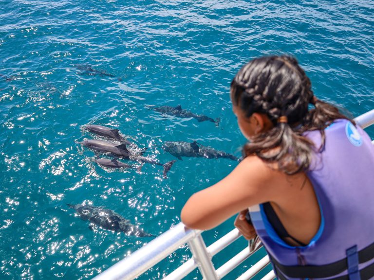 wild dolphin encounter