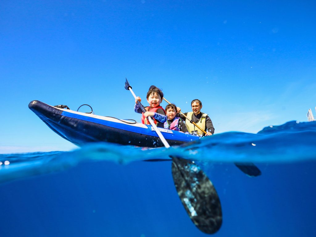 Dolphin watching tour Kayaking