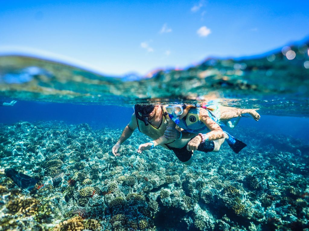 Dolphin watching tour snorkeling