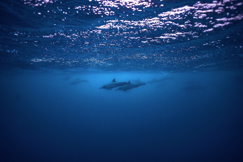 Read more about the article Native American Legends and the Symbolism of Dolphins