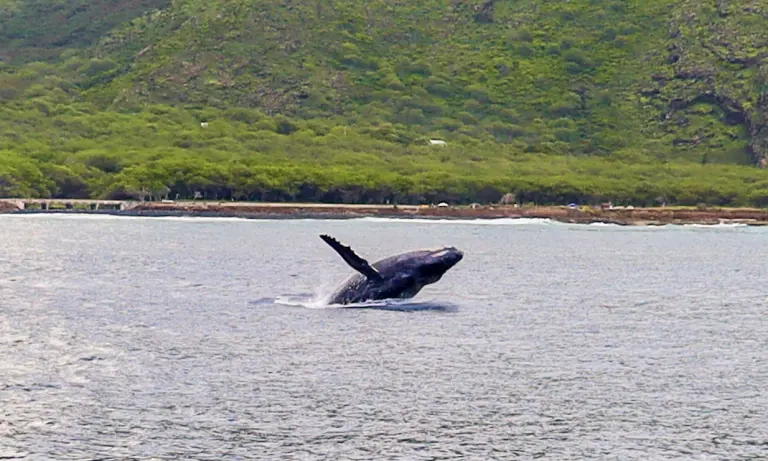 DAY_Whale-breaching_5-3