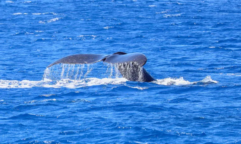 DAY_Whale-tale_5-3-