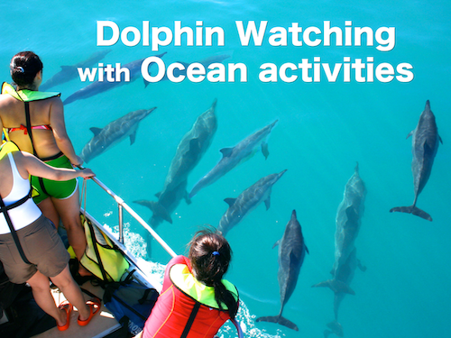 Oahu dolphin tour with ocean activities
