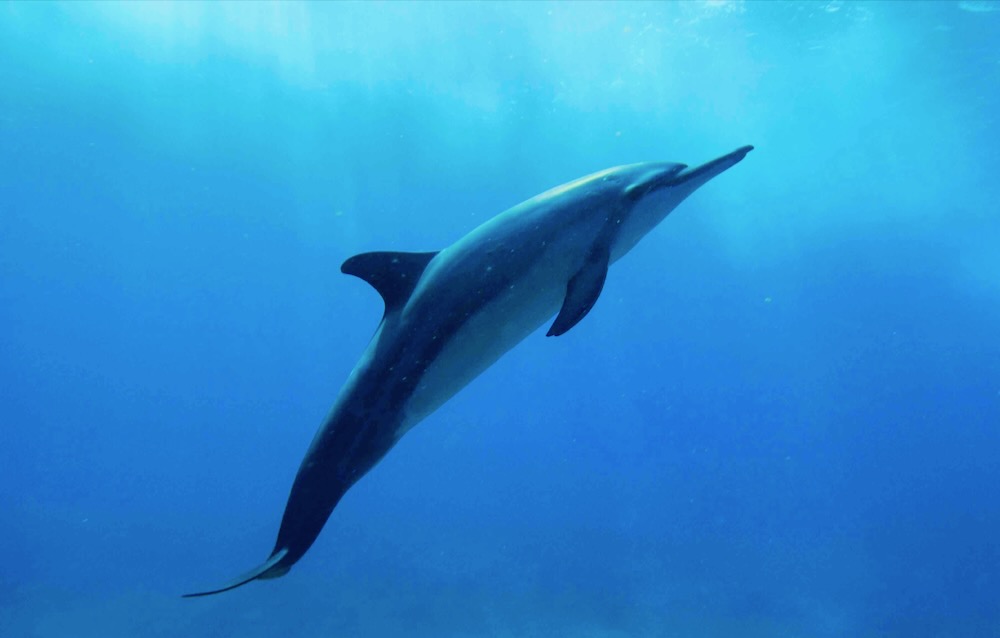 You are currently viewing 水中のエキスパート：イルカの進化と驚くべき特徴