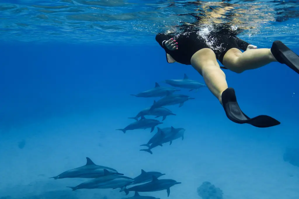 Swim with Dolphins in Hawaii