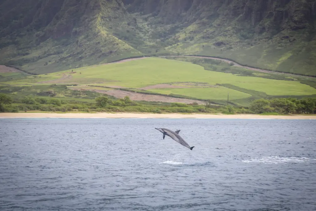 Spinner dolphin leaping in Oahu